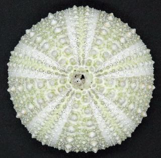 Striking Heliocidaris Erythrogramma 53.  2 Mm Australia Sea Urchin