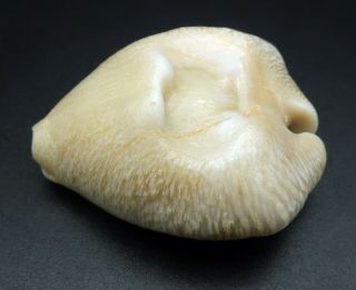 Fantastic quality Cypraea caputviperae 39.  8 mm fossil seashell Indonesia 4