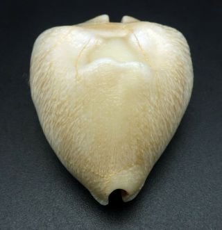Fantastic quality Cypraea caputviperae 39.  8 mm fossil seashell Indonesia 5