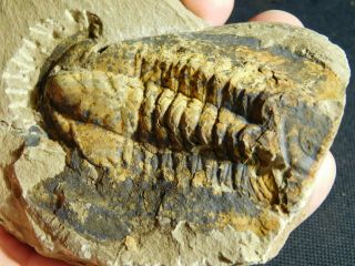 A Big 100 Natural Asaphellus ? Trilobite Fossil Found In Morocco 316gr E E