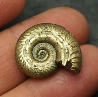24mm Ammonite Pyrite Mineral Fossil Fossilien Ammoniten France