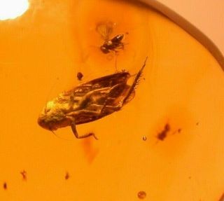 Albino Fulgoroid With 2 Wasps In Authentic Dominican Amber Fossil Gem