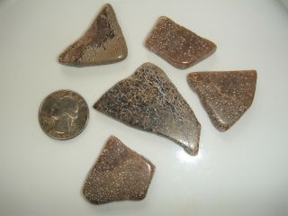 Utah Agatized Fossilized Dinosaur Gem Bone Parcel 1.  58 Oz P6