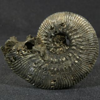 1.  7in (4.  4cm) Pyritized Ammonite Kosmoceras Jurassic Callovian Russian Fossil