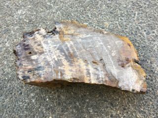 2 Pound Petrified Wood From Oregon