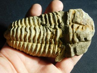 A Big Natural Flexicalymene Sp.  Trilobite Fossil Found In Morocco 223gr E
