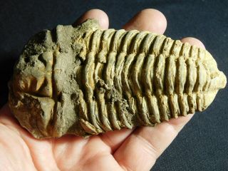 A Big Natural Flexicalymene sp.  Trilobite Fossil Found in Morocco 223gr e 2