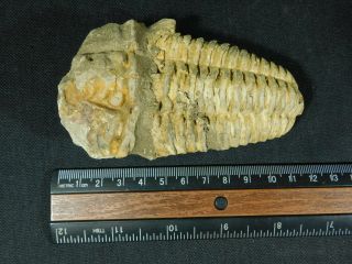A Big Natural Flexicalymene sp.  Trilobite Fossil Found in Morocco 223gr e 3