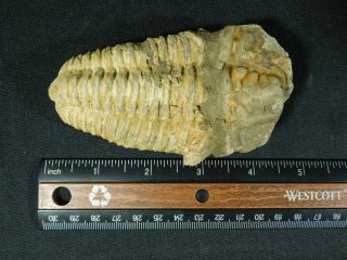 A Big Natural Flexicalymene sp.  Trilobite Fossil Found in Morocco 223gr e 4