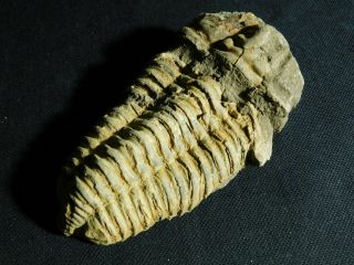 A Big Natural Flexicalymene sp.  Trilobite Fossil Found in Morocco 223gr e 5
