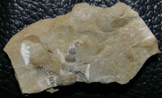 Loxonema Sp - Silurian Fossil Gastropod