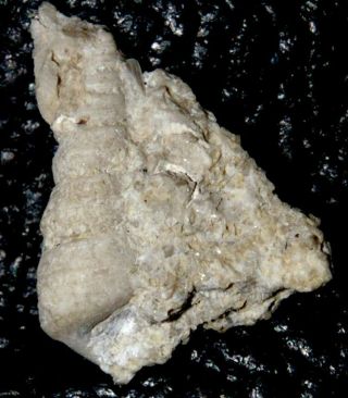 Murchisonia Cuneus - Silurian,  Ludlow Fossil Gastropod