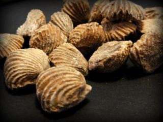10 Brachiopod Clam Fossil Shells 1st Grade Quality Great For Jewelry Artwork
