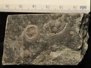 Fossil Edrioasteroid - Cryptogoleus Chapmani From Ontario 2