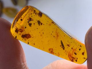3.  7g Unique Unknown Bug Burmite Myanmar Burmese Amber Insect Fossil Dinosaur Age