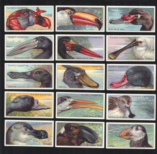 Cigarette Cards.  Player Tobacco.  Curious Beaks.  (birds).  (1929).  (complete Set Of 50)