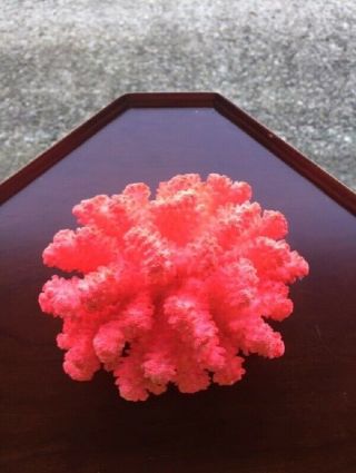 Large Pink Reef Coral 5 " Aquarium Fish Tank