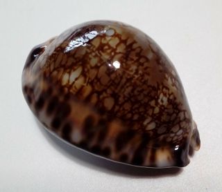 Shell Cypraea Maculifera Martybealsi Marquesas 55,  2 Mm Dark Beauty