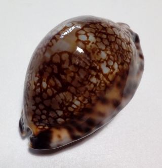 Shell CYPRAEA MACULIFERA MARTYBEALSI Marquesas 55,  2 mm dark beauty 3