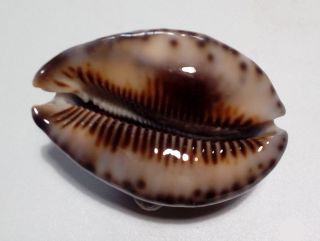 Shell CYPRAEA MACULIFERA MARTYBEALSI Marquesas 55,  2 mm dark beauty 4