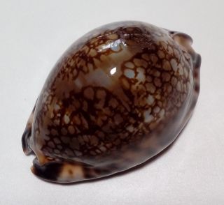 Shell CYPRAEA MACULIFERA MARTYBEALSI Marquesas 55,  2 mm dark beauty 6