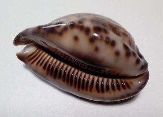 Shell CYPRAEA MACULIFERA MARTYBEALSI Marquesas 55,  2 mm dark beauty 7