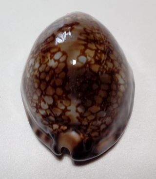 Shell CYPRAEA MACULIFERA MARTYBEALSI Marquesas 55,  2 mm dark beauty 8