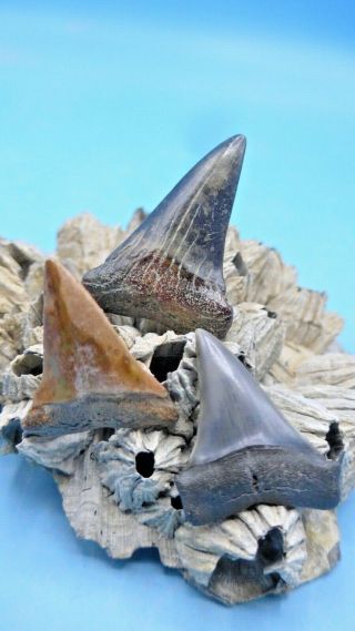 3 Colorful Va Mako (isurus Hastalis) / Megalodon - Shark Era Fossil Shark Teeth