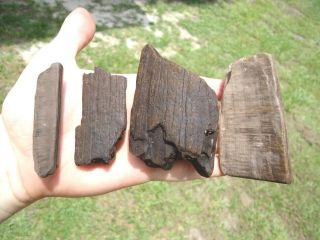 4 Quality Sections Of Mastodon Incisor Tooth Florida Fossils Mammal Jaw Teeth @