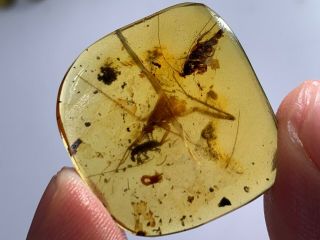 Orthoptera&roach&beetle Burmite Myanmar Burmese Amber Insect Fossil Dinosaur Age