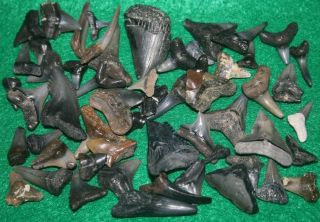 Florida Fossil Shark Teeth Megalodon Tooth Beach Ocean Surf Sea Fishing 50,