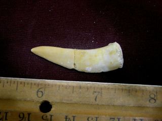 Saber Tooth Herring Fossil Tooth Enchodus Cretaceous 1.  5 Inch E23