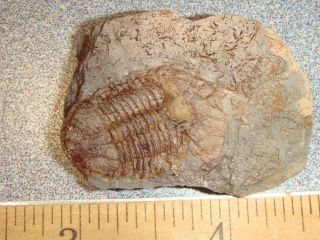 49 Fossil Trilobite Ductina Vietnamica In Matrix
