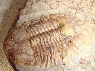 49 Fossil Trilobite Ductina vietnamica in matrix 2