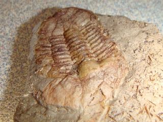 49 Fossil Trilobite Ductina vietnamica in matrix 3