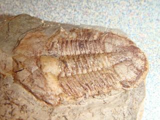 49 Fossil Trilobite Ductina vietnamica in matrix 4