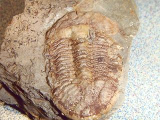 49 Fossil Trilobite Ductina vietnamica in matrix 5