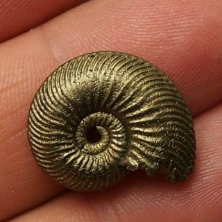 22mm Quenstedtoceras Pyrite Ammonite Fossils Callovian Fossilien Russia Pendant