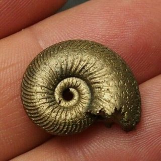 22mm Quenstedtoceras Pyrite Ammonite Fossils Callovian Fossilien Russia pendant 2