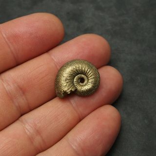 22mm Quenstedtoceras Pyrite Ammonite Fossils Callovian Fossilien Russia pendant 4