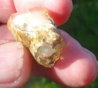 25.  1 carats Virgin Valley Precious Opal Petrified Wood Nevada 24mm 3