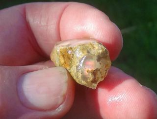 25.  1 carats Virgin Valley Precious Opal Petrified Wood Nevada 24mm 4