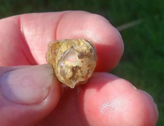 25.  1 carats Virgin Valley Precious Opal Petrified Wood Nevada 24mm 5