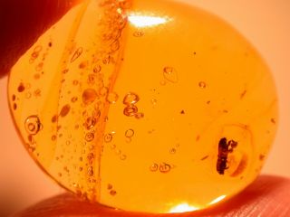 Water Bubbles Enhydros With Beetle In Authentic Dominican Amber Fossil Gemstone
