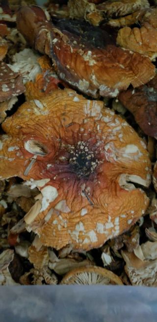 Amanita Fly Agaric Mushroom - Dried,  1.  06 Oz.  / 30 Grams