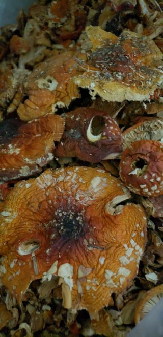 Amanita Fly Agaric Mushroom - Dried,  1.  06 OZ.  / 30 Grams 2