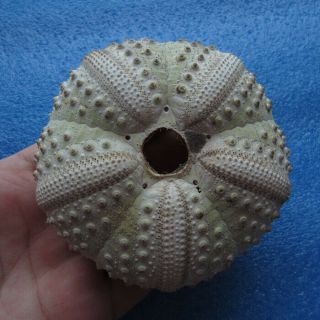Echinothrix Calamaris (pallas,  1774) 91mm Sea Urchin
