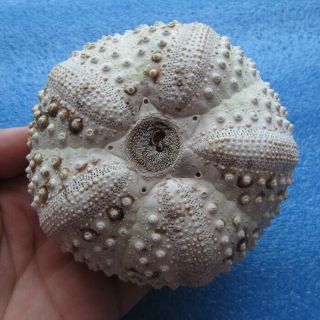 Echinothrix Calamaris (pallas,  1774) 100mm Sea Urchin