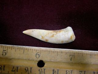 Saber Tooth Herring Fossil Tooth Enchodus Cretaceous 1.  5 Inch E17