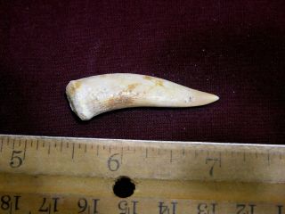 Saber tooth Herring fossil tooth Enchodus Cretaceous 1.  5 inch E17 2